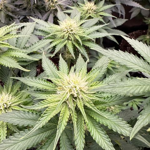 Gorilla Melon growlog timeline photo