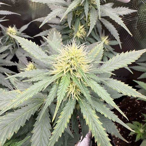 Fat Banana growlog timeline photo