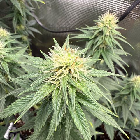 Special Kush #1 growlog timeline photo
