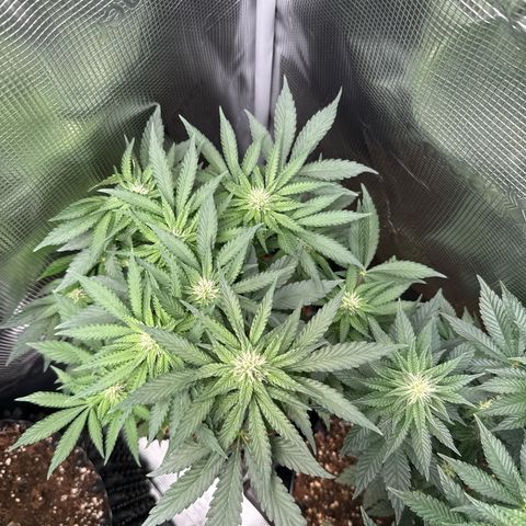 Rainbow Melon growlog timeline photo