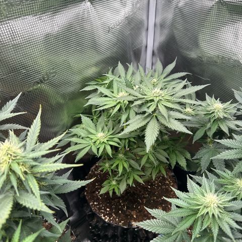 Rainbow Melon growlog timeline photo