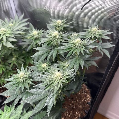 Gorilla Melon growlog timeline photo