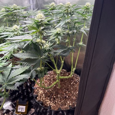 Gorilla Melon growlog timeline photo
