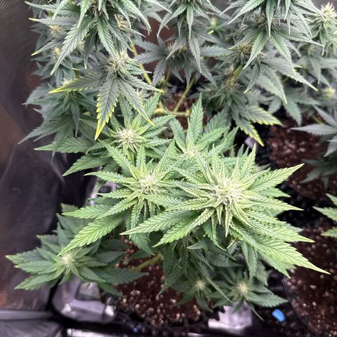 Lemonpaya growlog timeline photo