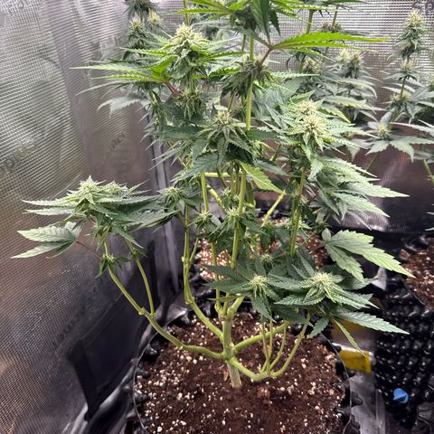 Lemonpaya growlog timeline photo