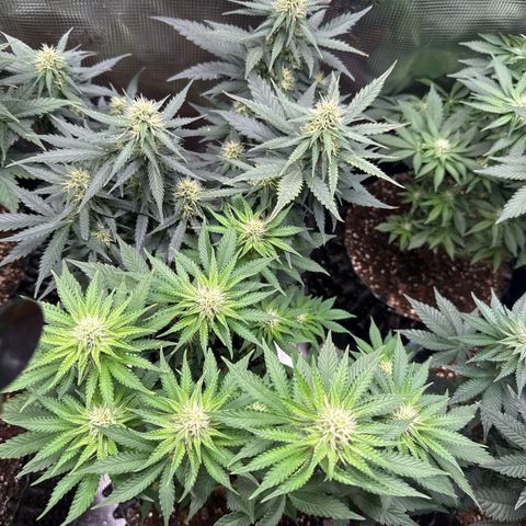 Gorilla Melon growlog timeline photo