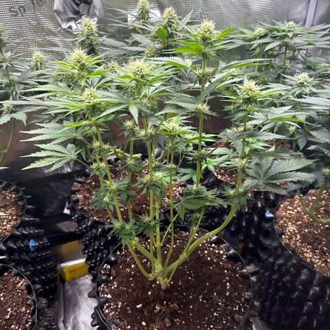 Gorilla Melon growlog timeline photo