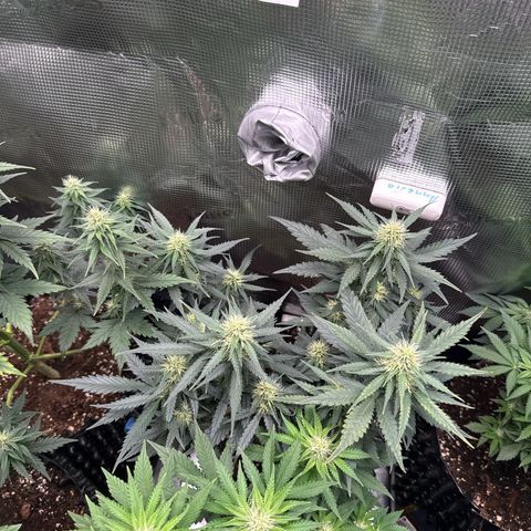 Fat Banana growlog timeline photo