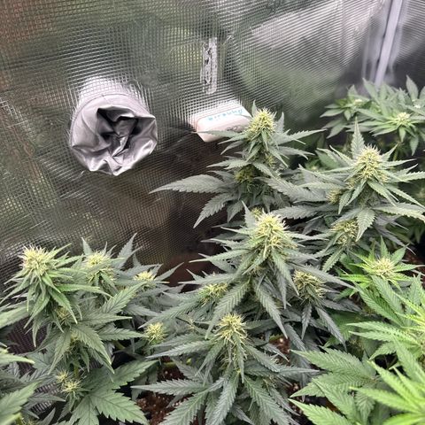 Fat Banana growlog timeline photo