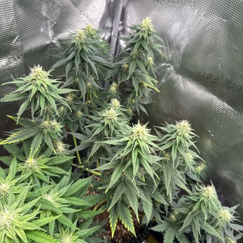 Special Kush #1 growlog timeline photo