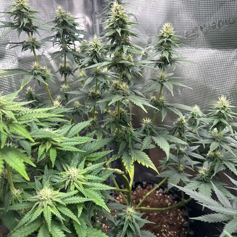 Special Kush #1 growlog timeline photo