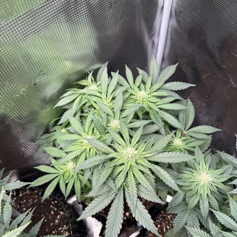 Rainbow Melon growlog timeline photo
