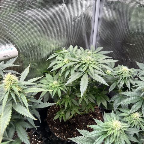 Rainbow Melon growlog timeline photo
