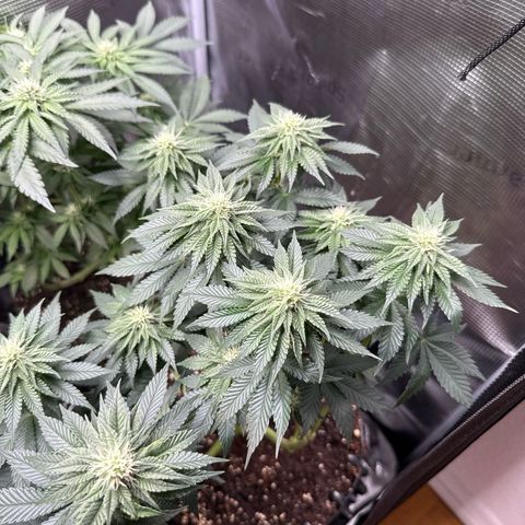 Gorilla Melon growlog timeline photo