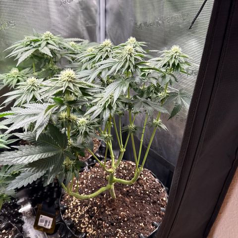 Gorilla Melon growlog timeline photo
