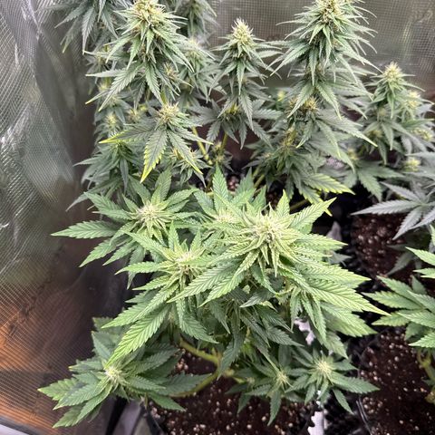 Lemonpaya growlog timeline photo