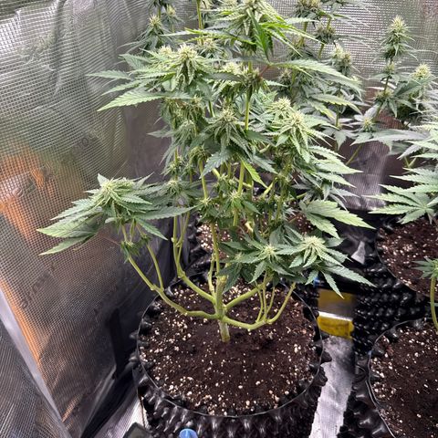 Lemonpaya growlog timeline photo
