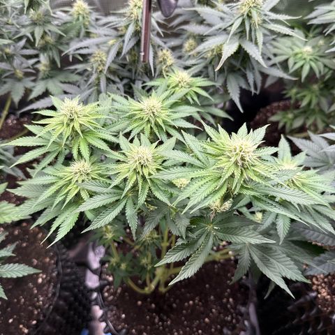Gorilla Melon growlog timeline photo