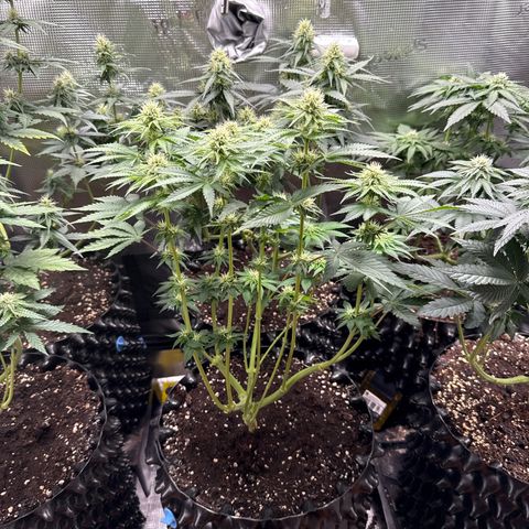 Gorilla Melon growlog timeline photo