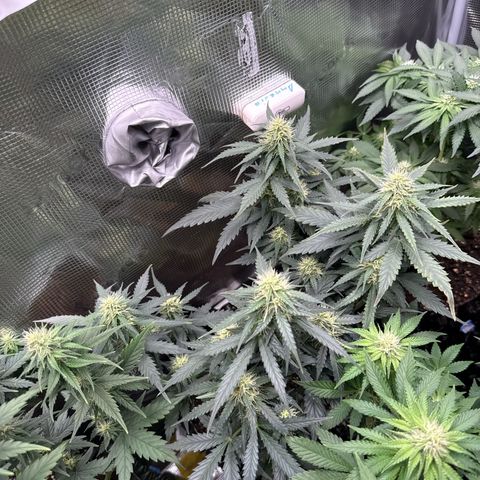 Fat Banana growlog timeline photo