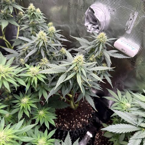 Fat Banana growlog timeline photo