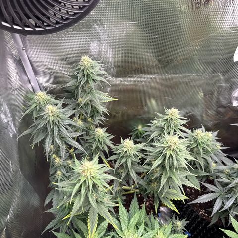 Special Kush #1 growlog timeline photo