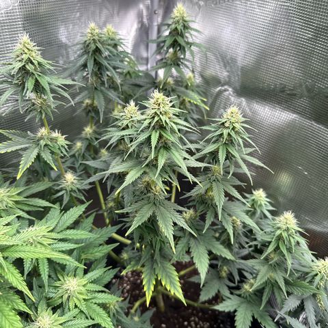 Special Kush #1 growlog timeline photo