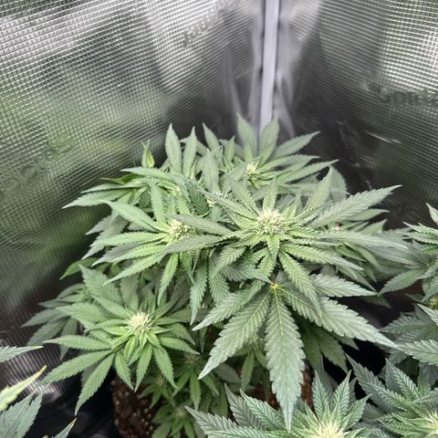 Rainbow Melon growlog timeline photo