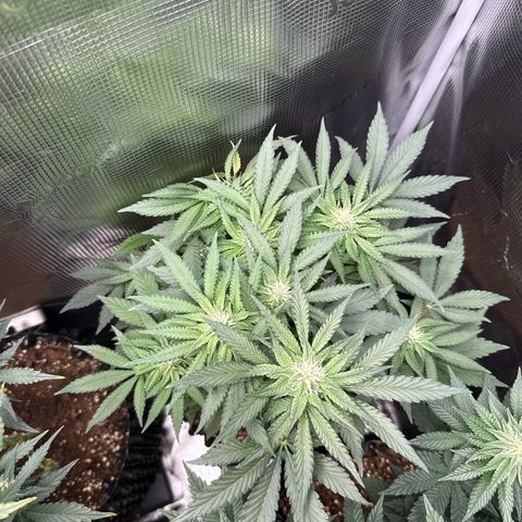 Rainbow Melon growlog timeline photo