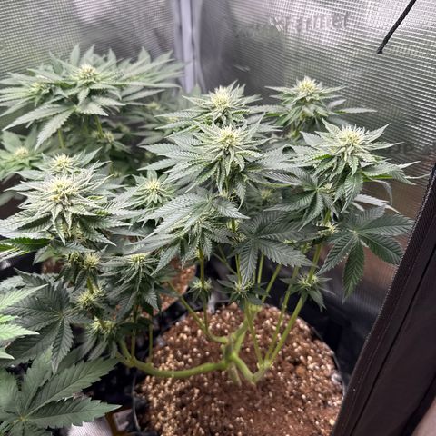 Gorilla Melon growlog timeline photo
