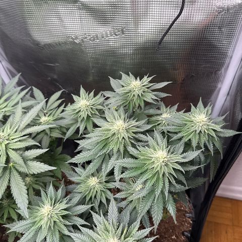 Gorilla Melon growlog timeline photo