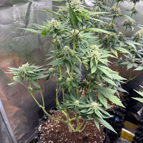 Lemonpaya growlog timeline photo