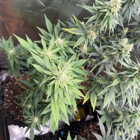 Lemonpaya growlog timeline photo