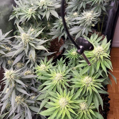 Gorilla Melon growlog timeline photo
