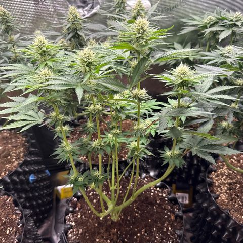 Gorilla Melon growlog timeline photo