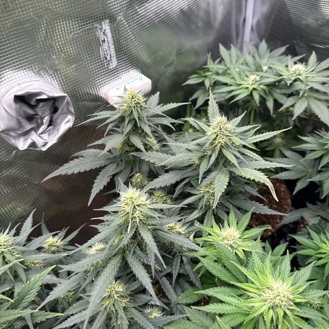 Fat Banana growlog timeline photo