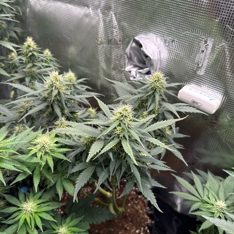 Fat Banana growlog timeline photo