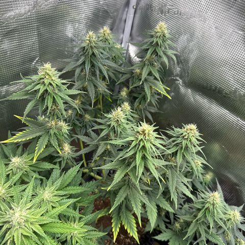 Special Kush #1 growlog timeline photo