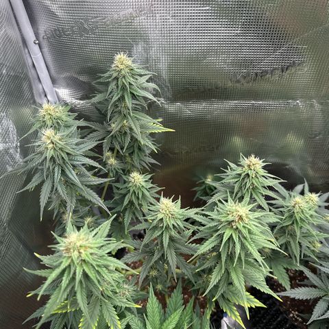 Special Kush #1 growlog timeline photo