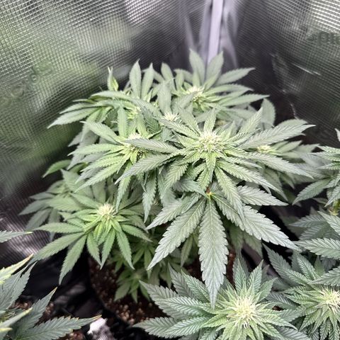 Rainbow Melon growlog timeline photo