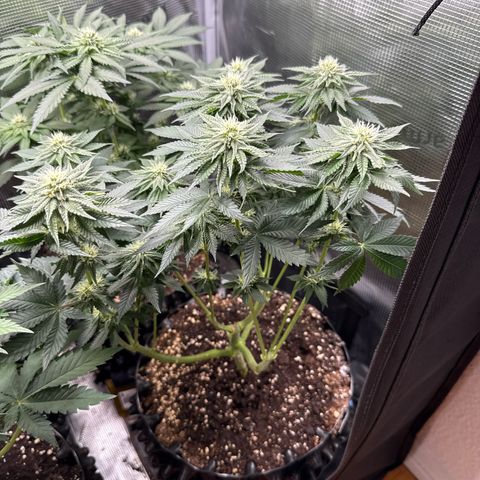 Gorilla Melon growlog timeline photo