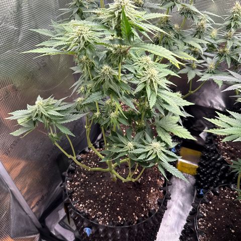 Lemonpaya growlog timeline photo