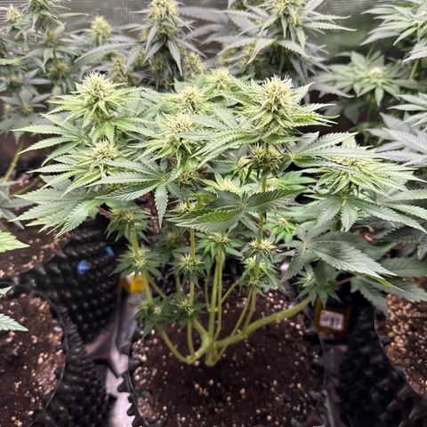Gorilla Melon growlog timeline photo