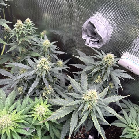 Fat Banana growlog timeline photo