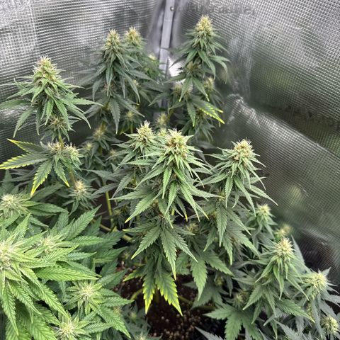 Special Kush #1 growlog timeline photo