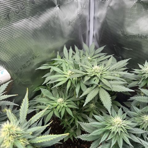 Rainbow Melon growlog timeline photo