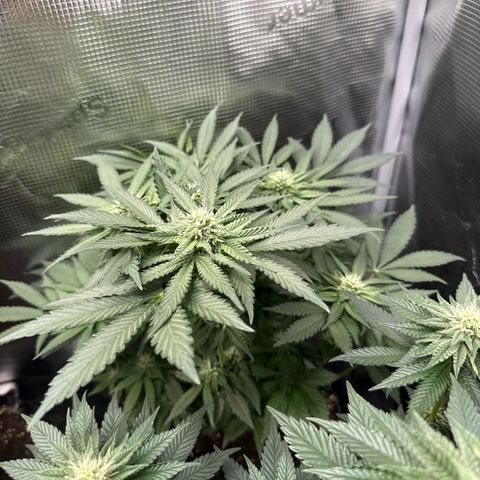 Rainbow Melon growlog timeline photo