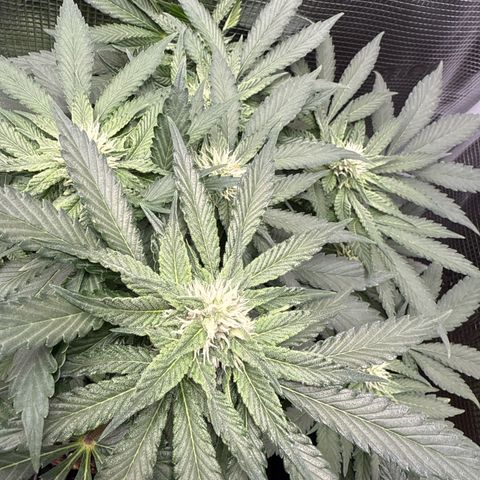 Rainbow Melon growlog timeline photo