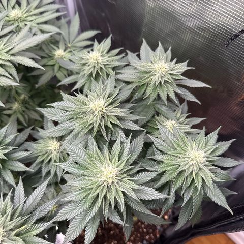 Gorilla Melon growlog timeline photo
