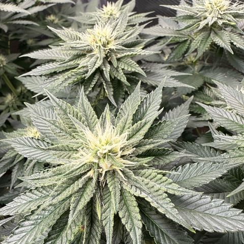 Gorilla Melon growlog timeline photo